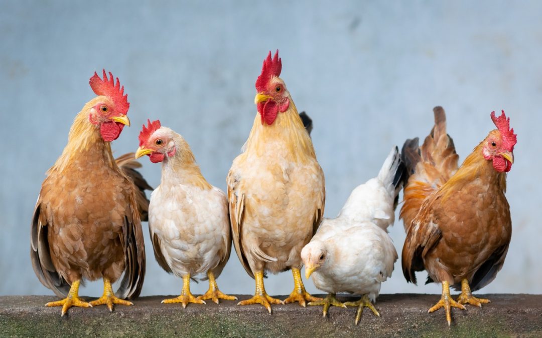 Prendre soin de ses poules en été