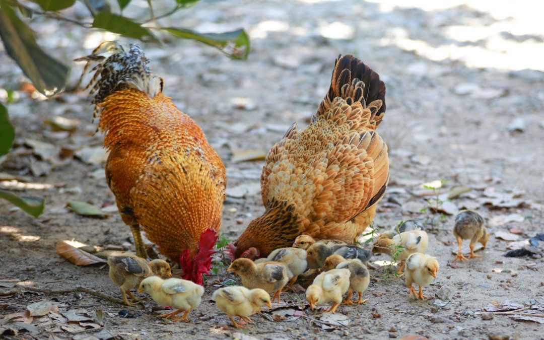L’intérêt de donner des granulés à ses poules pondeuses
