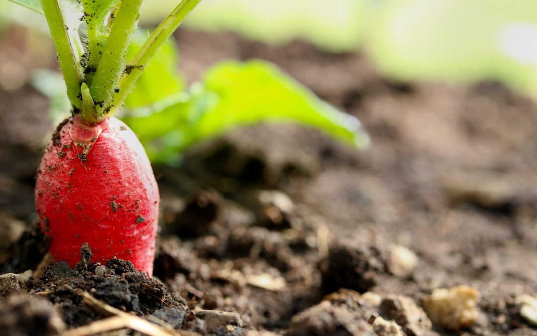 Quoi planter en été dans son jardin?
